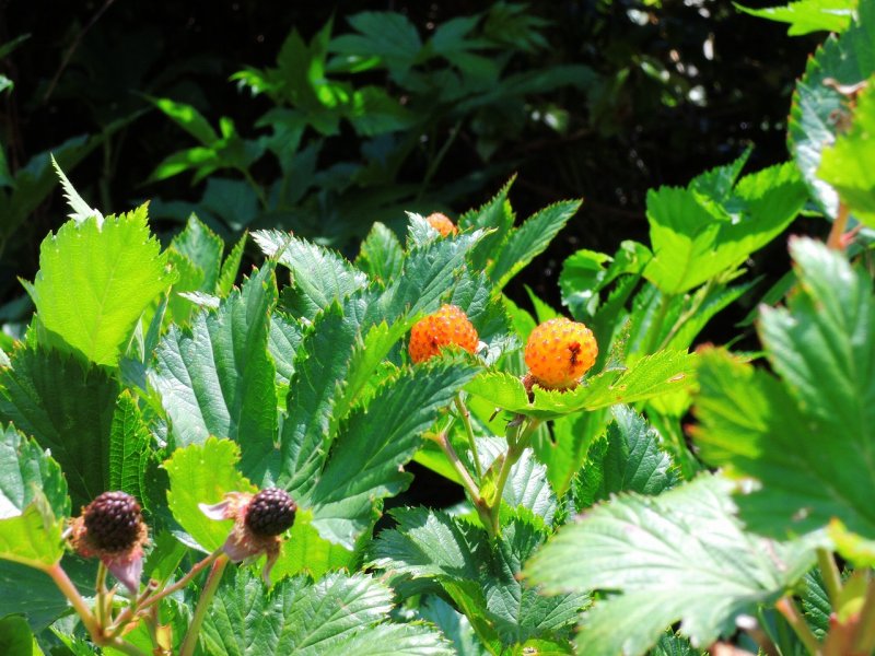 さくらやまぱぁ～くの草花