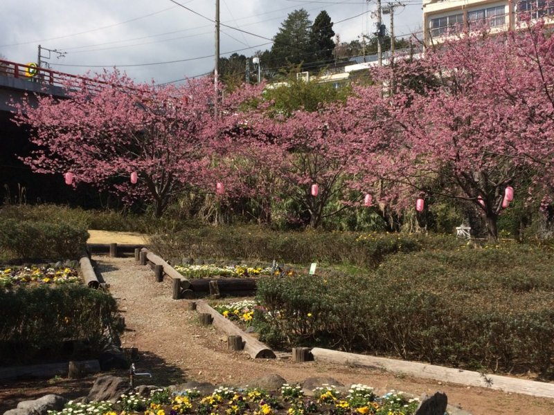 花はなぱぁ～くの河津桜と遊歩道