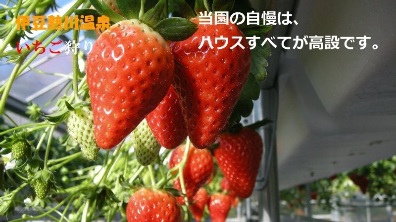 ストロベリーファーム 太田農園の高設栽培のいちご