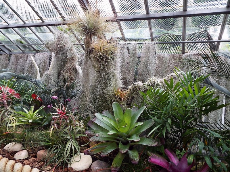 熱川バナナワニ園の温室の植物