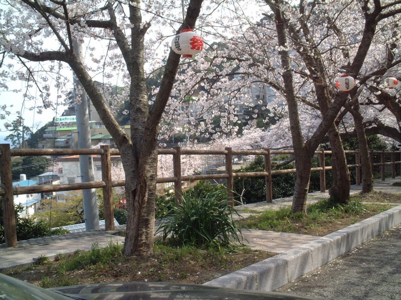熱川桜坂公園の桜と遊歩道