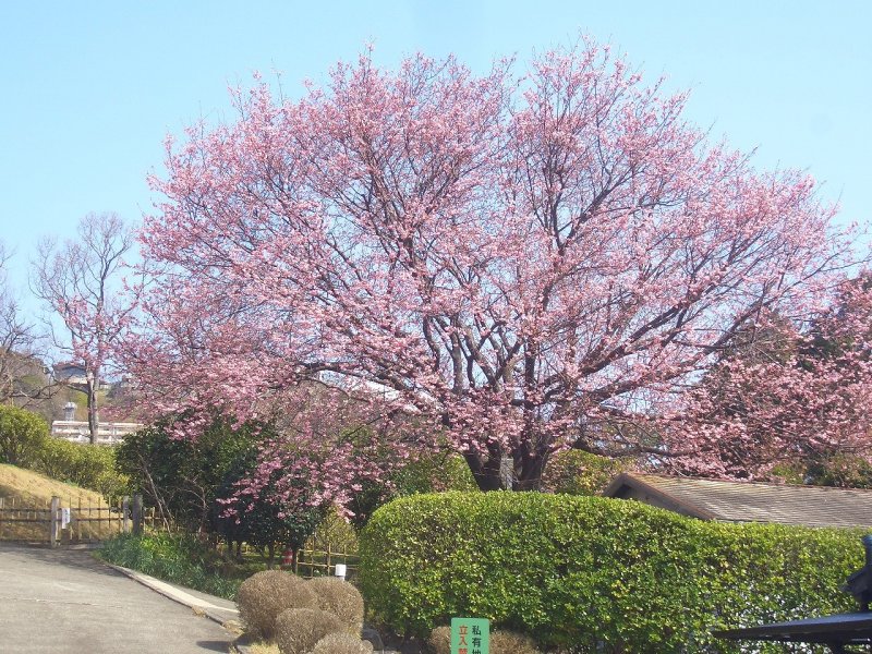 熱川桜坂公園の桜の大木