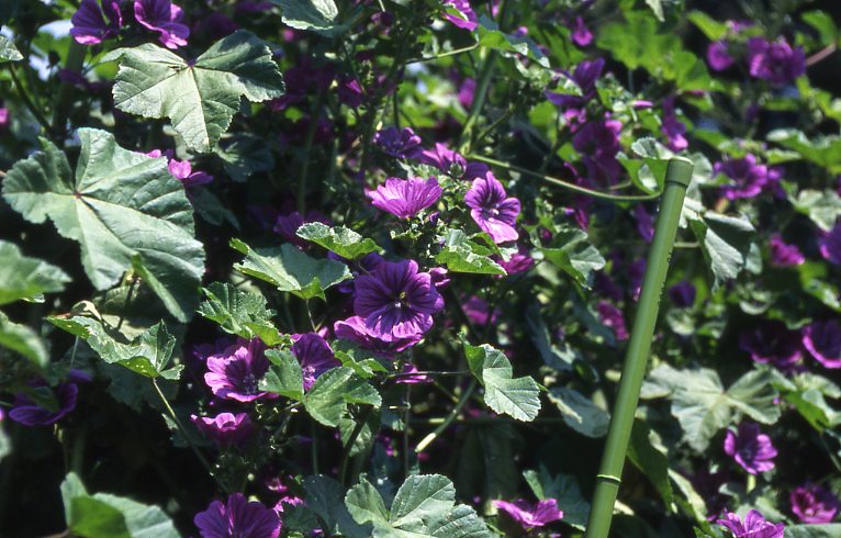 熱川ハーブテラスの紫色の花
