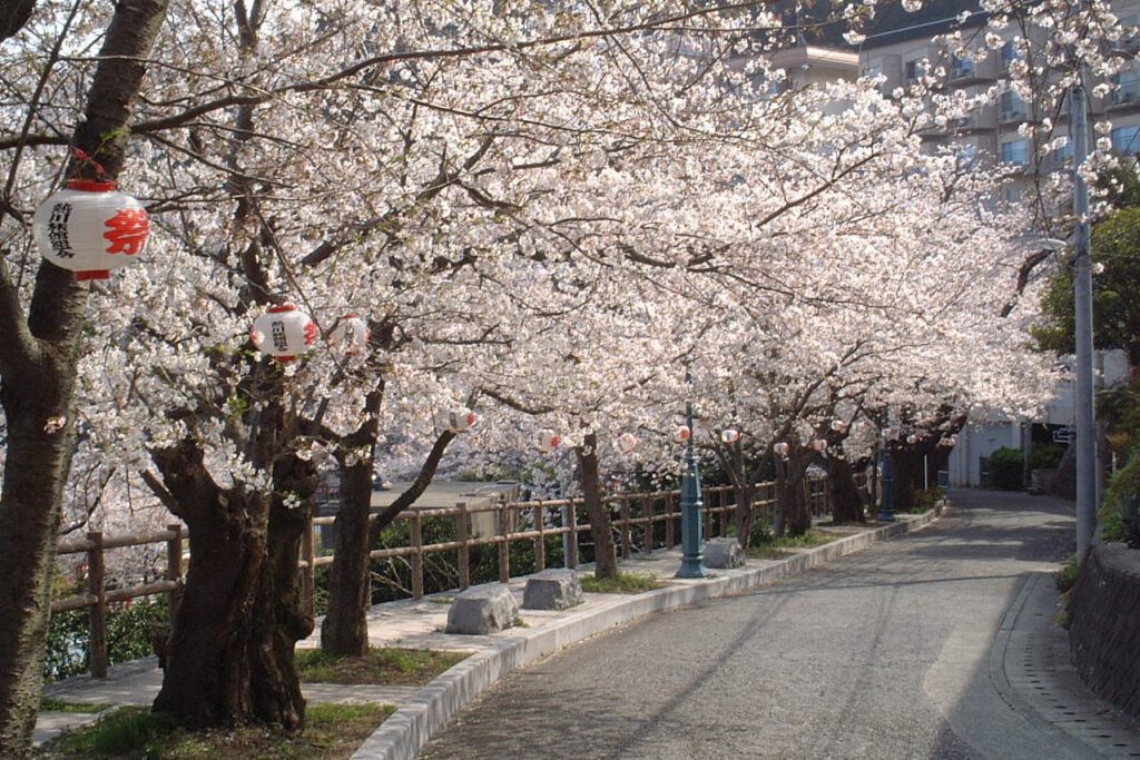 満開の桜並木の坂道