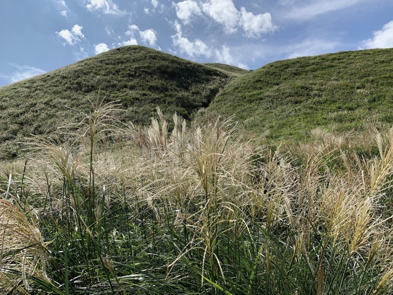 細野高原のすすきの山