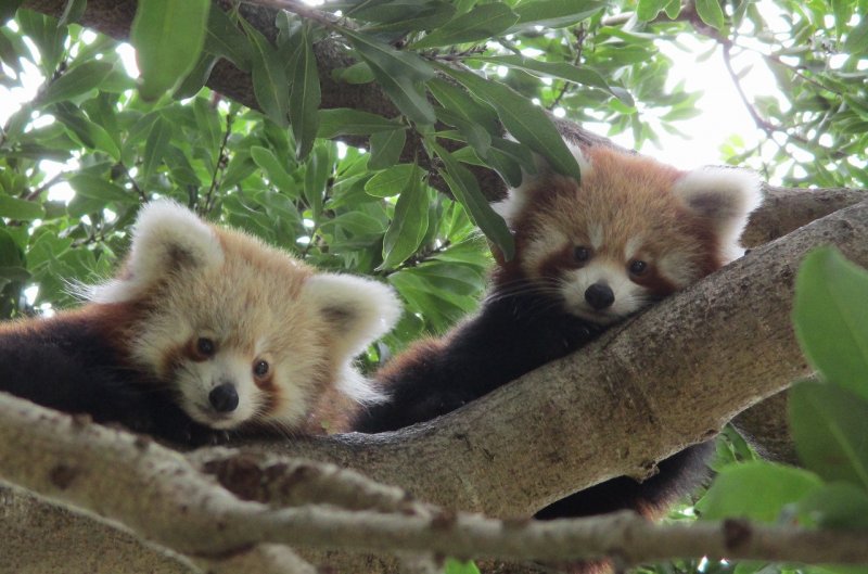熱川バナナワニ園の木の上のレッサーパンダ