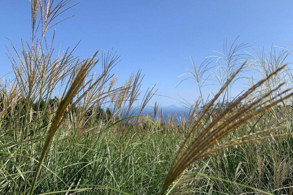 細野高原のすすき