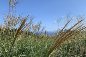 細野高原