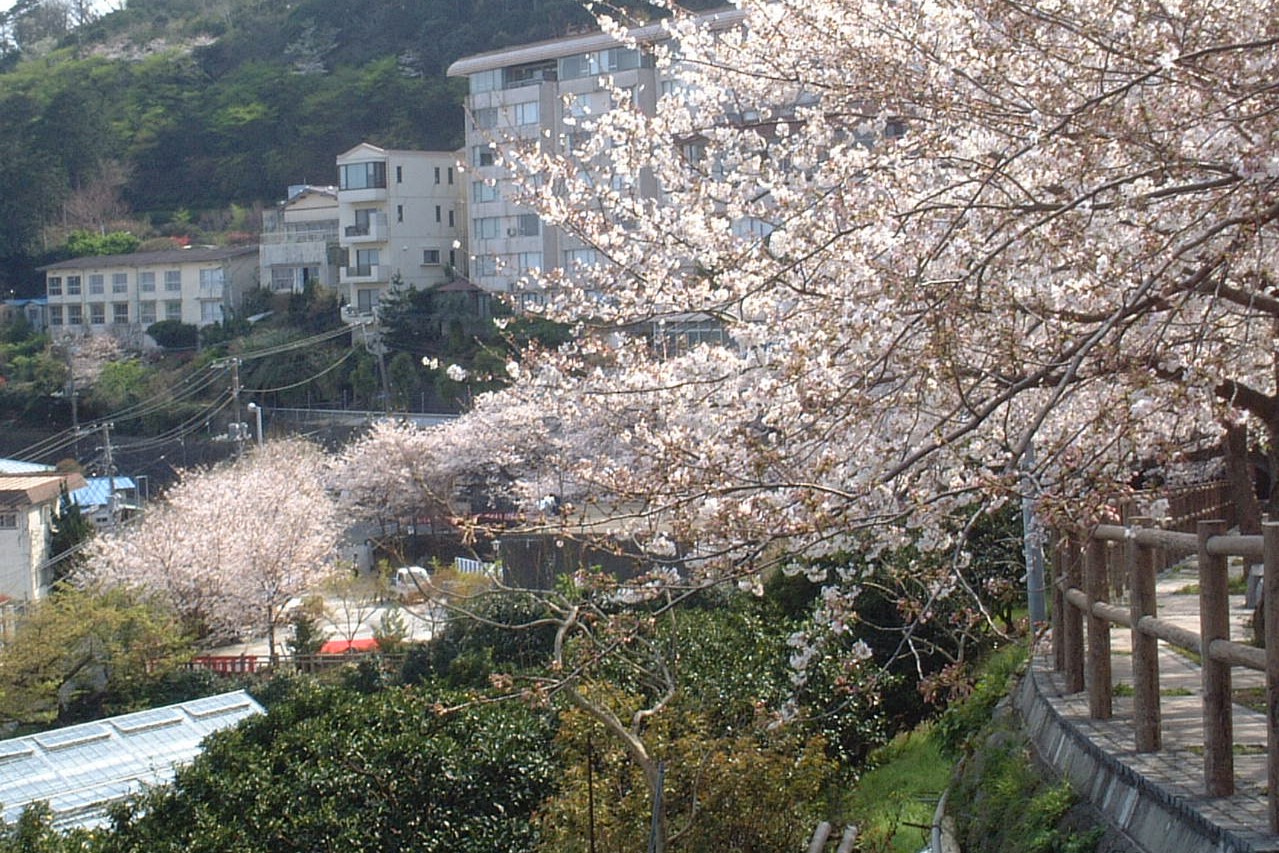 熱川桜坂公園 メイン写真