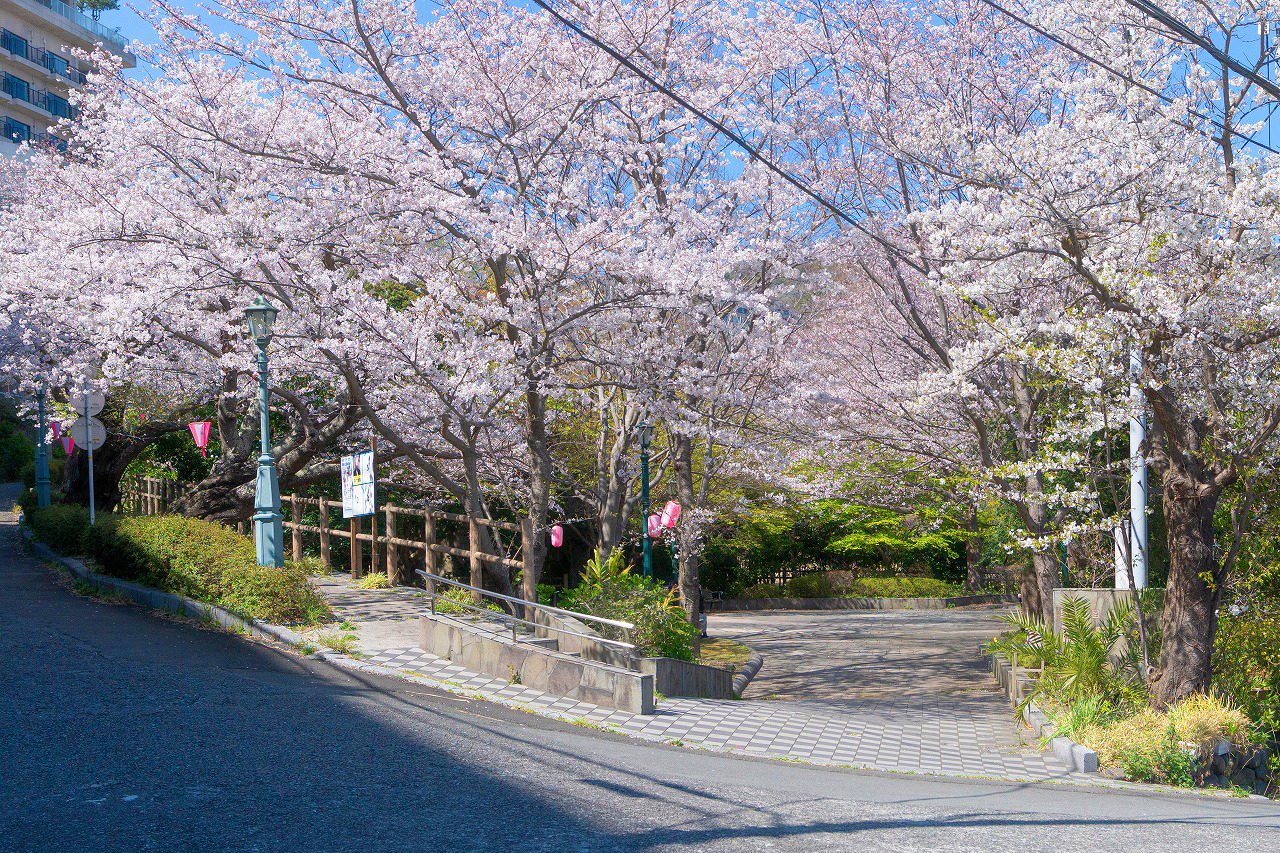 満開の桜並木の坂道（熱川桜坂公園）