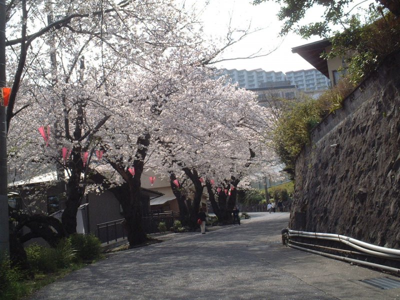 熱川桜坂公園の桜並木の坂道