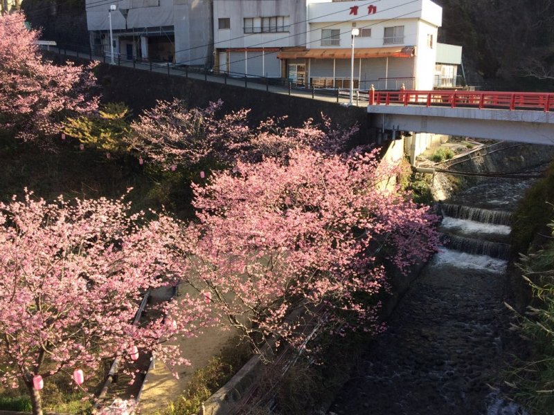 花はなぱぁ～くの河津桜