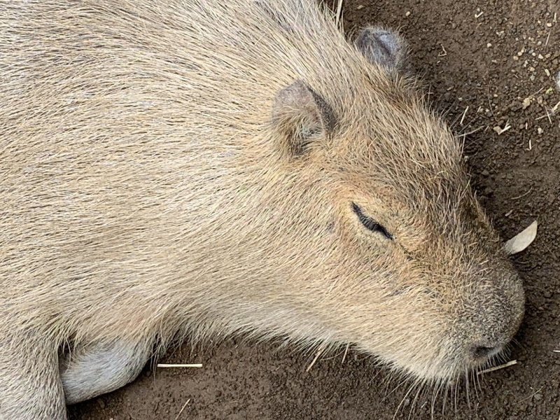 伊豆シャボテン動物公園のカピバラ