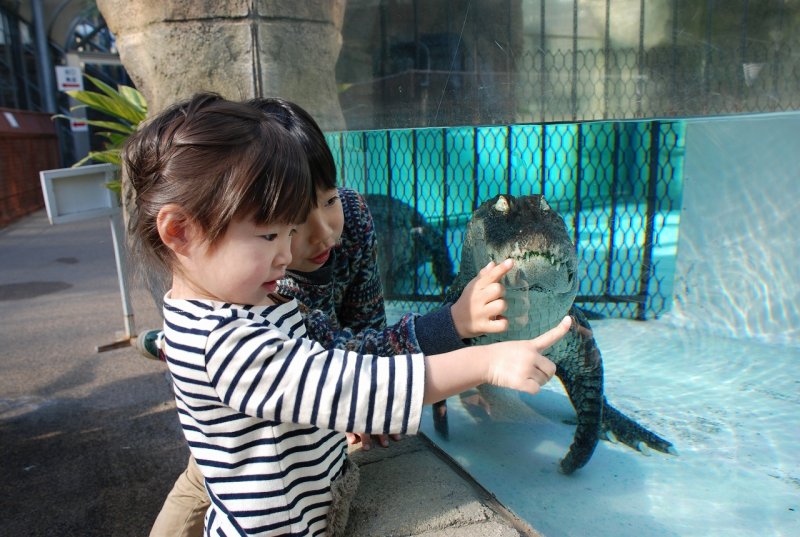 熱川バナナワニ園でワニのいる水槽をのぞく子ども