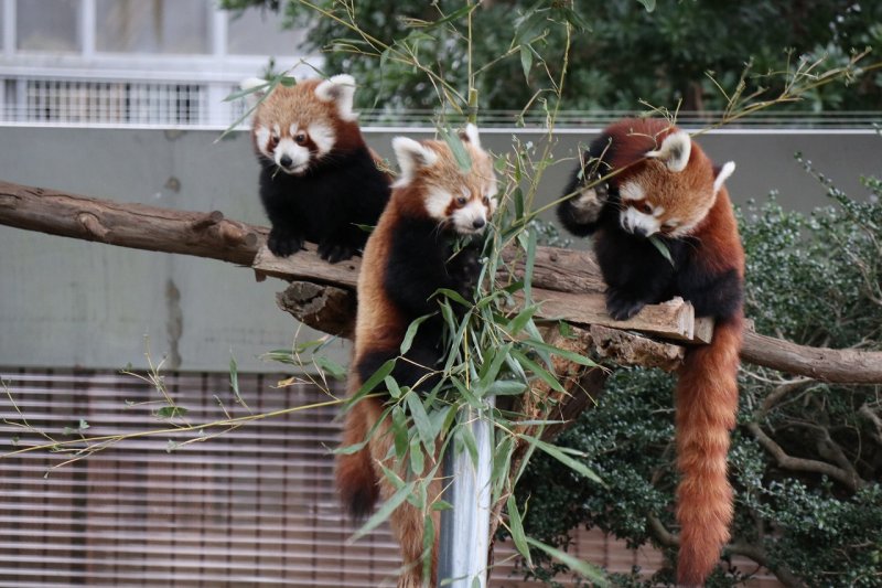 熱川バナナワニ園のレッサーパンダ