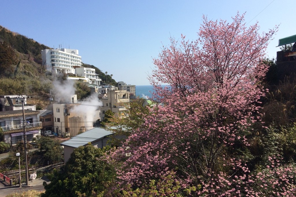 花はなぱぁ～くの桜と熱川温泉の町並み