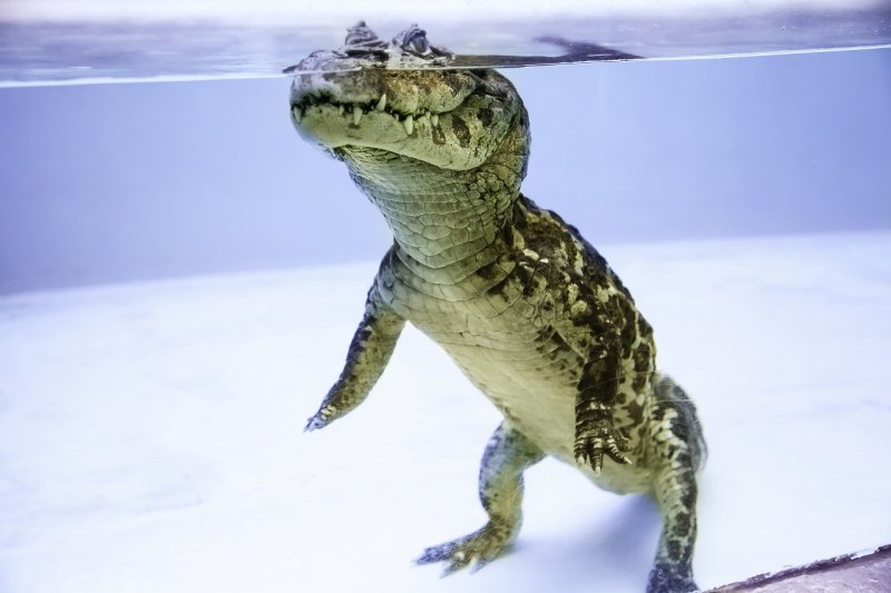 熱川バナナワニ園の水中のワニ