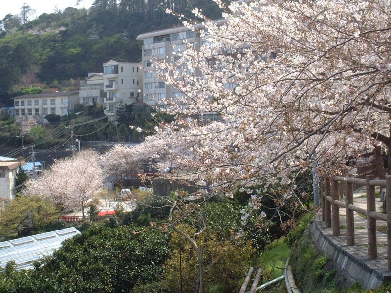 満開のソメイヨシノ（桜）をお楽しみください