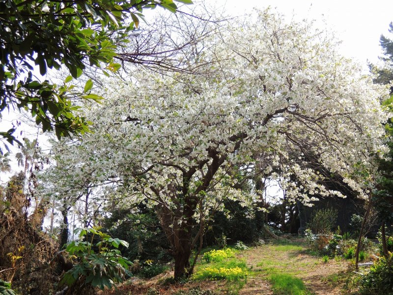 熱川桜坂公園の満開の桜の木